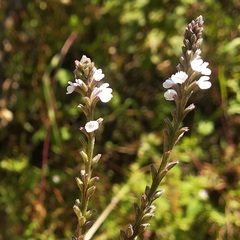 Verbena carolina