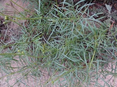 Coreocarpus arizonicus