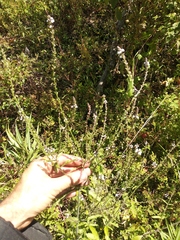 Verbena carolina
