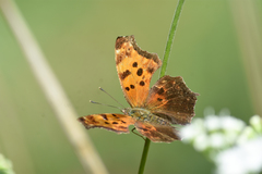 Polygonia comma