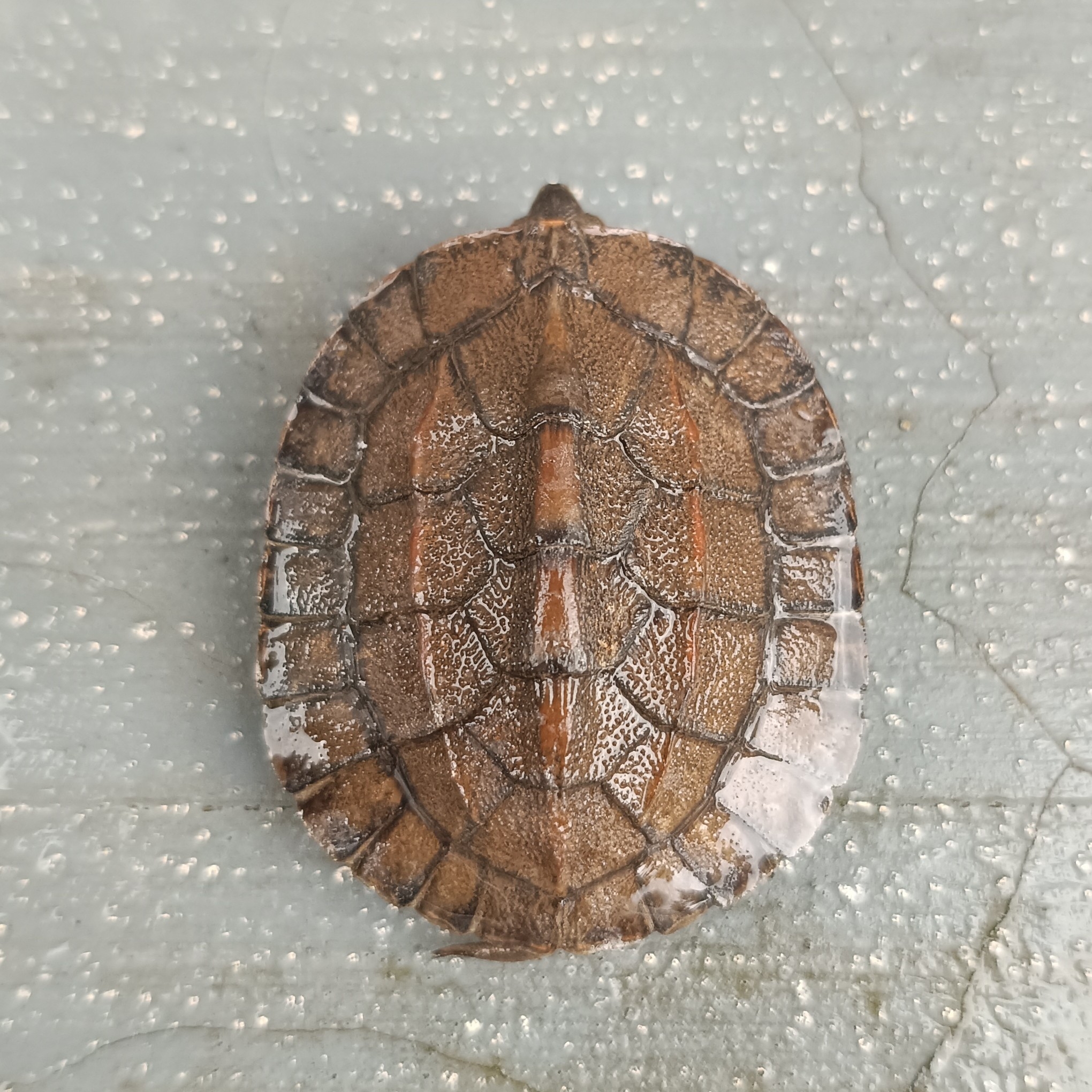 Indian Black Turtle