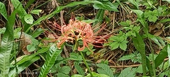 Lycoris radiata