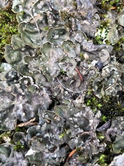 Peltigera extenuata