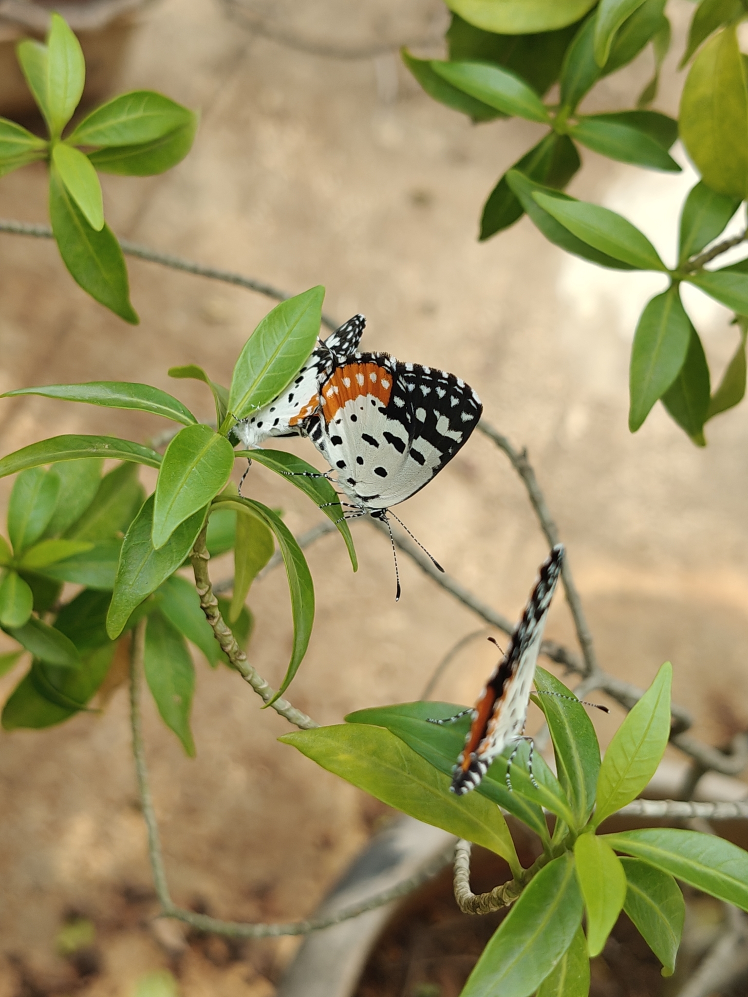 Red Pierrot