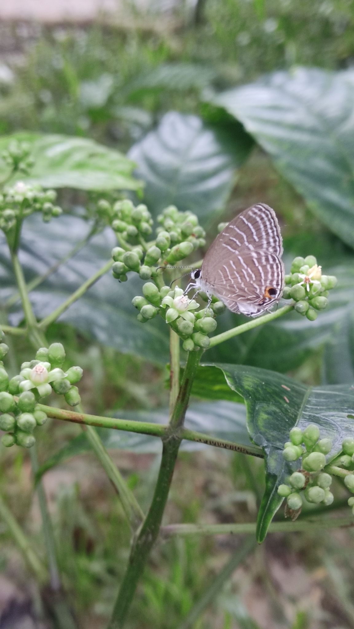 Common Cerulean