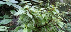 Lecanthus peduncularis