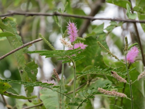 Mimosa invisa observed 2025-06-13