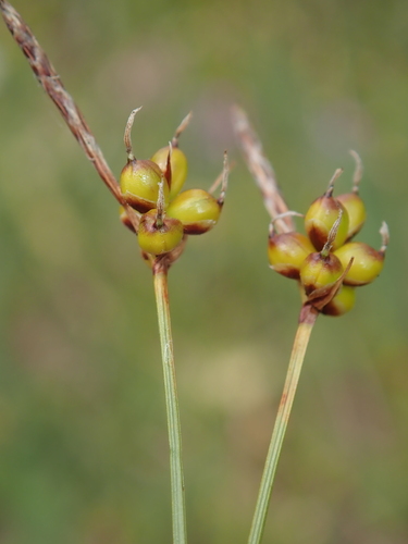 Carex supina
