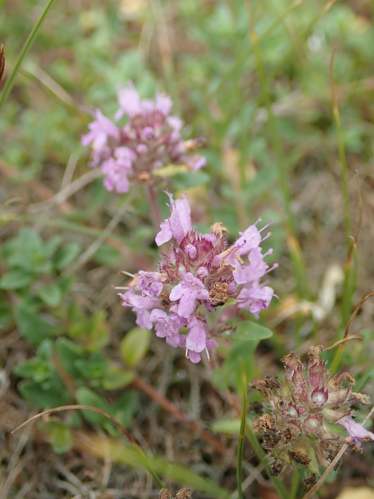 Thymus