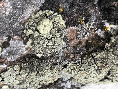 Rhizoplaca opiniconensis