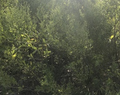 Baccharis halimifolia image