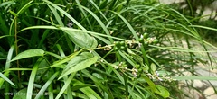 Persicaria chinensis