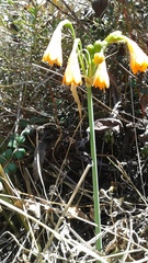 Stenomesson aurantiacum