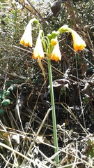 Stenomesson aurantiacum