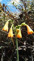 Stenomesson aurantiacum