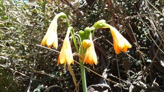 Stenomesson aurantiacum