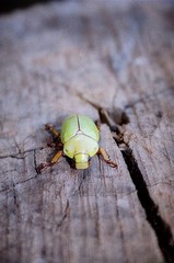 Phalangogonia jamesonae