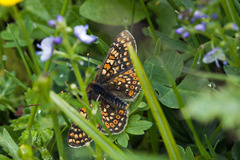 Euphydryas aurinia debilis