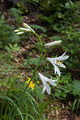 Paradisea liliastrum