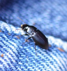 Harpalus