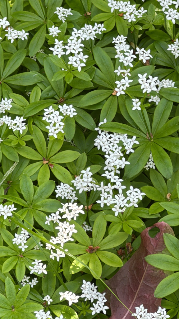 Galium odoratum