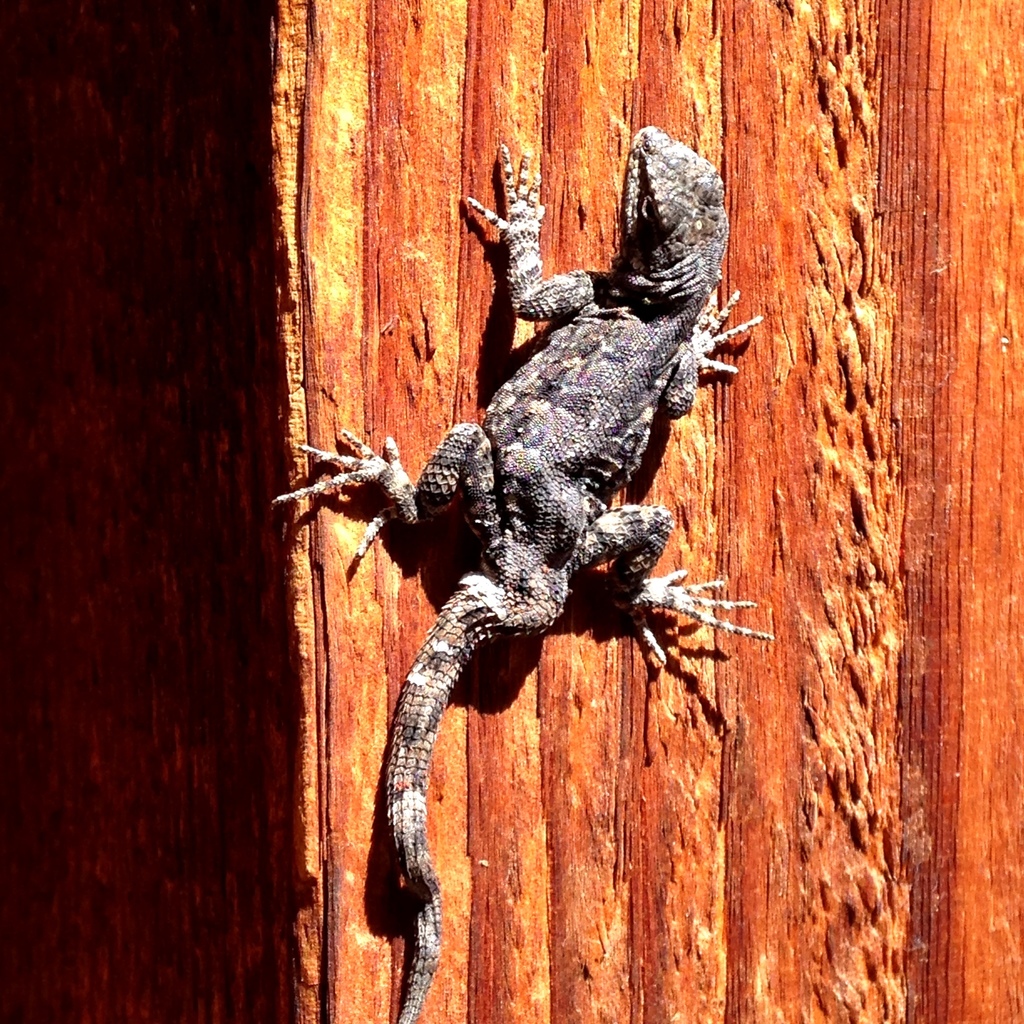Ornate Tree Lizard from Gila Cliff Dwellings National Monument on ...