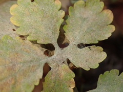 Erysiphe macleayae