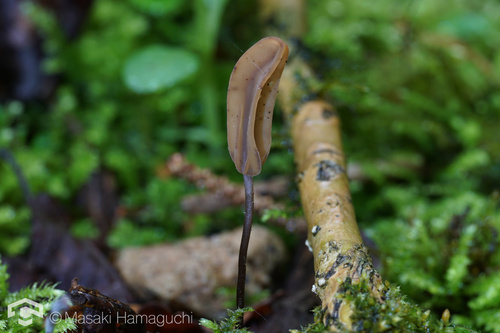 Scleromitrula shiraiana