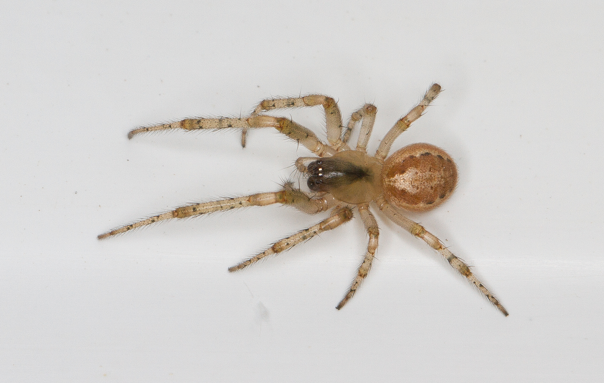 Red-sided Sector Spider (Zygiella atrica) · iNaturalist