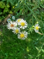 Symphyotrichum lanceolatum