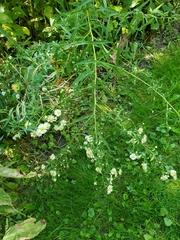 Symphyotrichum lanceolatum
