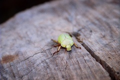 Phalangogonia jamesonae