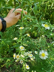 Symphyotrichum lanceolatum