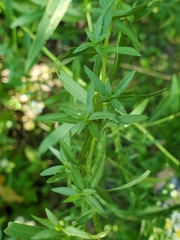 Symphyotrichum lanceolatum