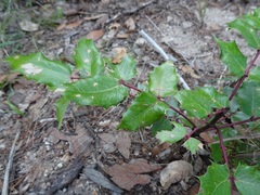 Berberis wilcoxii
