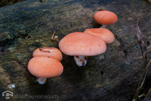 Rhodotus palmatus