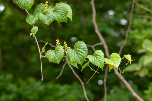 Vitis flexuosa observed 2025-06-15
