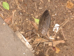 Lethocerus collosicus