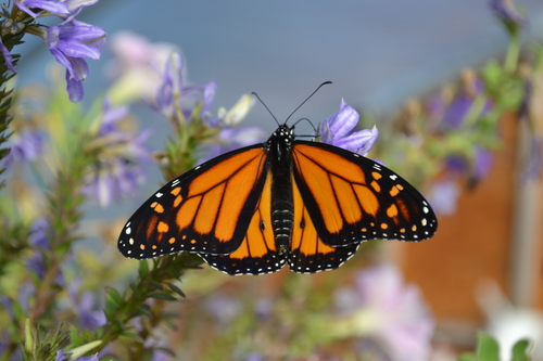 Monarch photographed in Idaho