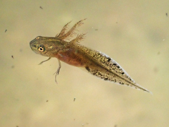 Crested Newt photo 5