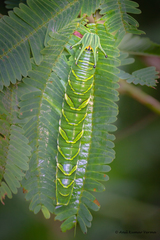 Polyura bharata