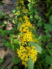 Solidago