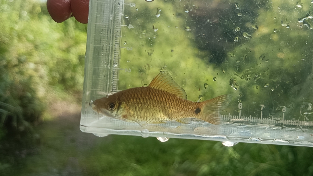 Bantak Batu (Osteochilus spilurus)