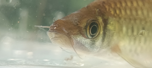 Spotted bonylip barb (Osteochilus spilurus) — Cyprinidae — 4
