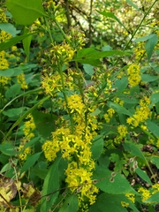 Solidago