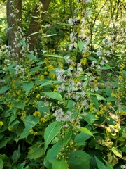 Solidago
