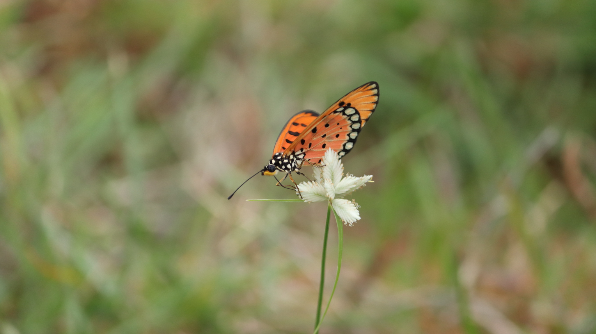 Tawny Coster