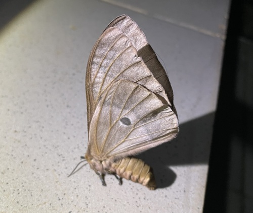 Cirina forda Westwood, 1849