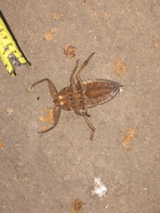 Lethocerus collosicus