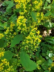 Solidago